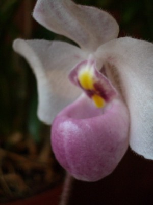 Paph delenatii 2007 01 09.jpg