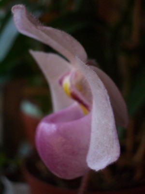 Paph delenatii 2007 01 08.jpg