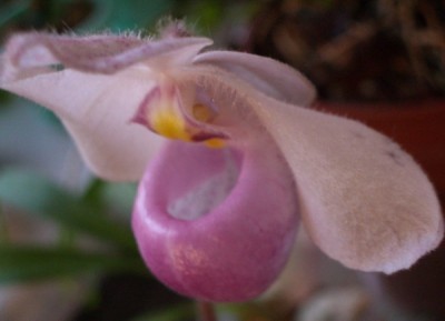 Paph delenatii 2007 01 11.jpg