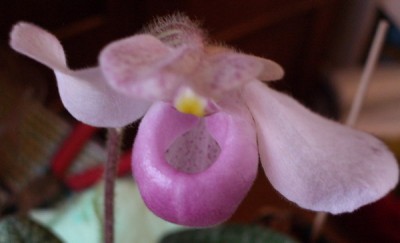 Paph delenatii 2007 01 10.jpg