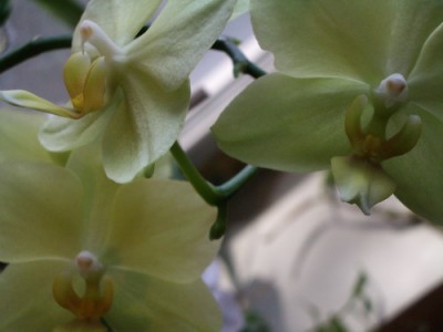 phall yell 2007 01 20.jpg