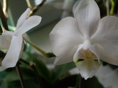 phall white 2007 01 20.jpg