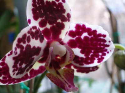 sunM8029-Phal. Ever Spring King Red Face 2007 01 20.jpg