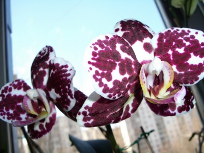 sunM8029-Phal. Ever Spring King Red Face 2007 01 22.jpg