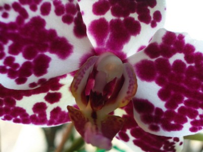 sunM8029-Phal. Ever Spring King Red Face 2007 01 24.jpg