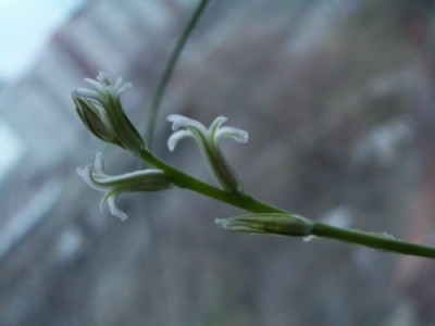 haworthia pygmaea v cristalinae 2006 12 31.jpg