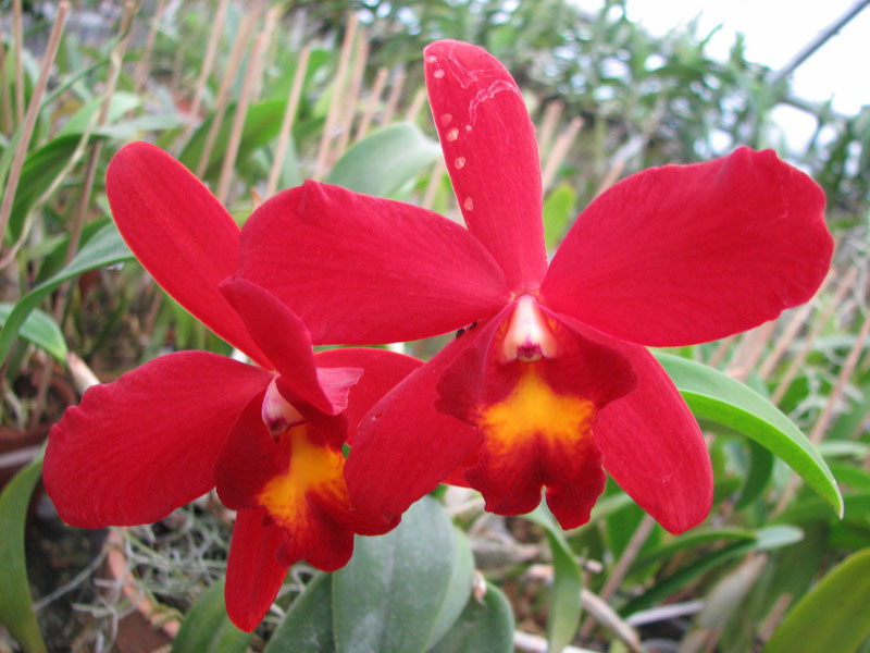 Sophrocattleya Wendy's Redstone 'Precious'.jpg