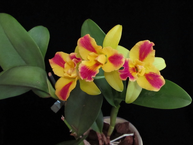 P. Burana Beauty3.jpg