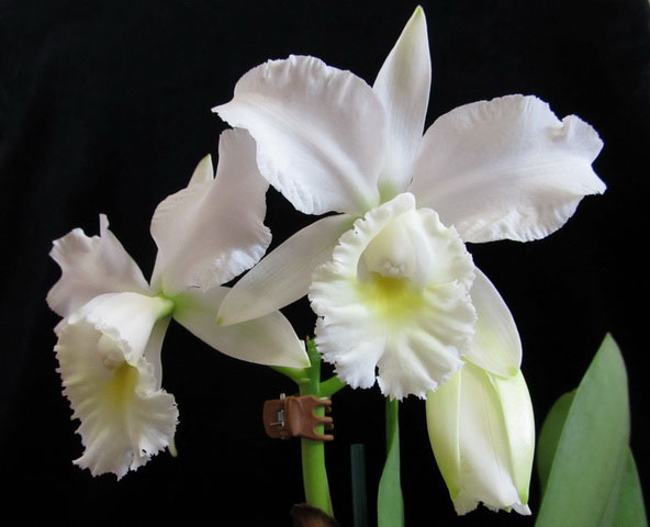 Lc. Marjorie Hausserman14.jpg