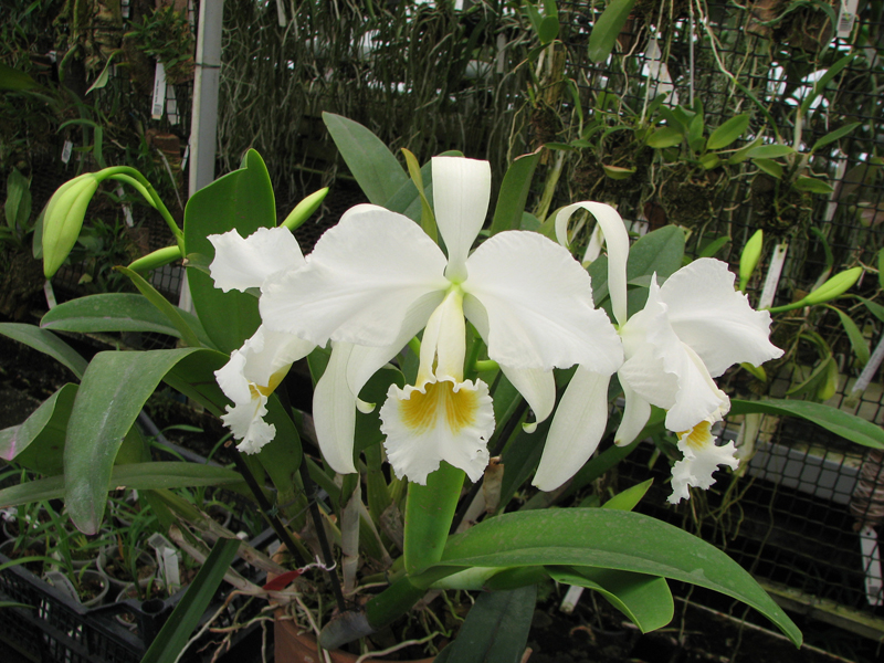 Cattleya gaskelliana var alba.jpg