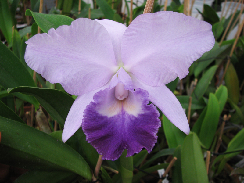 Laeliocattleya Sierra Skies 'Leone'.jpg