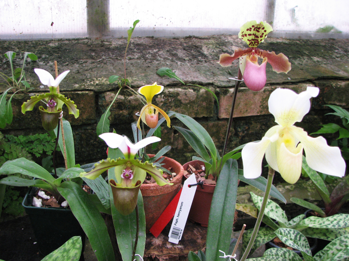 Paphiopedilum.jpg
