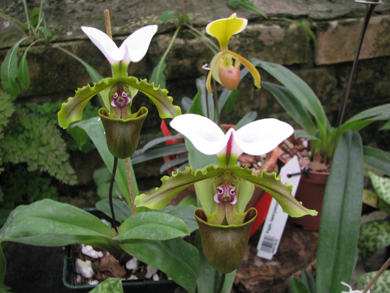 Paphiopedilum.jpg