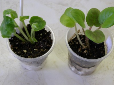 Детки, только отсаженные от листа