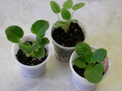 Подрощенные детки