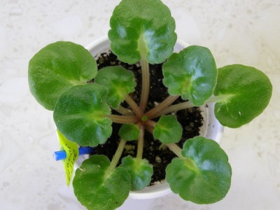 Большая детка