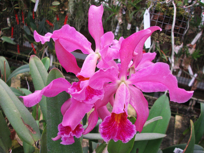Cattleya Miss Harris (Cattleya schilleriana x Cattleya mossiae).jpg