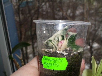 hoya compacta regalis 2007 01 28.jpg