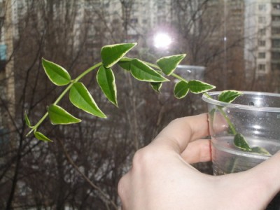 hoya bella 2007 01 28.jpg