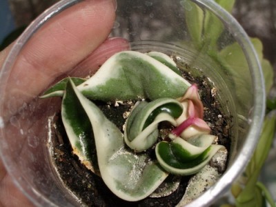 hoya compacta regalis 2007 01 27.jpg