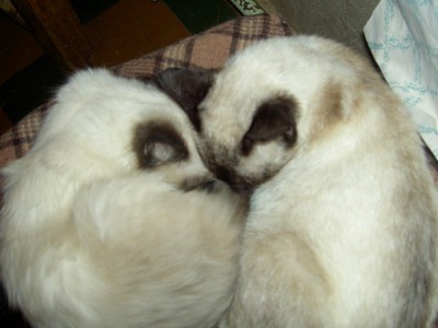 Это мы спим дружненько...