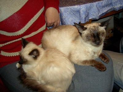 А это мы хозяйку поделили..