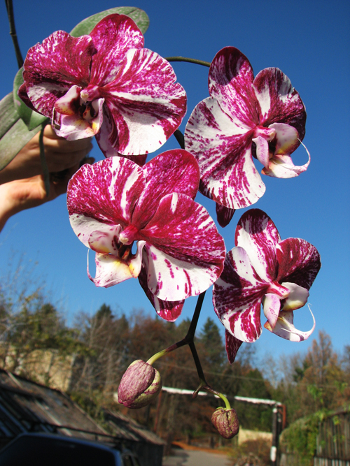 Phalaenopsis hybrid.jpg